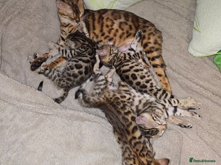 Bengal cats for sale - Advert 1
