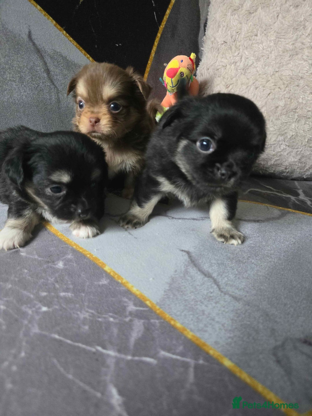 Chihuahua dogs for sale: 3 Adorable little princes chihuahua puppies - Image 6