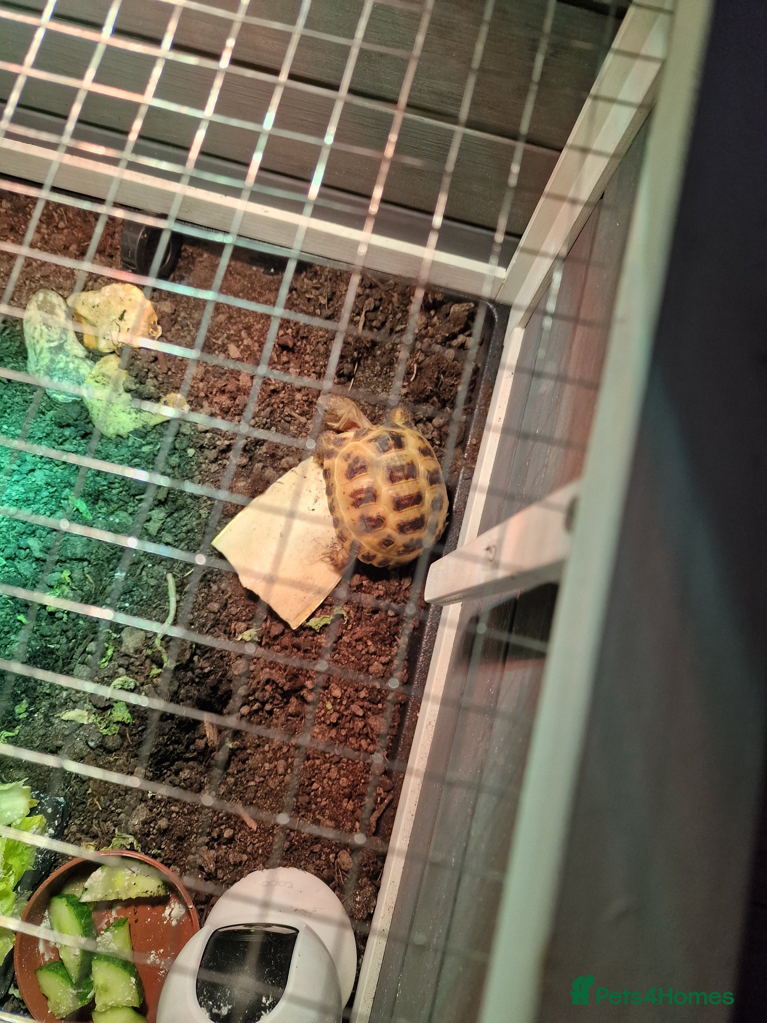 Tortoise reptiles Horsefield tortoise - Advert 14