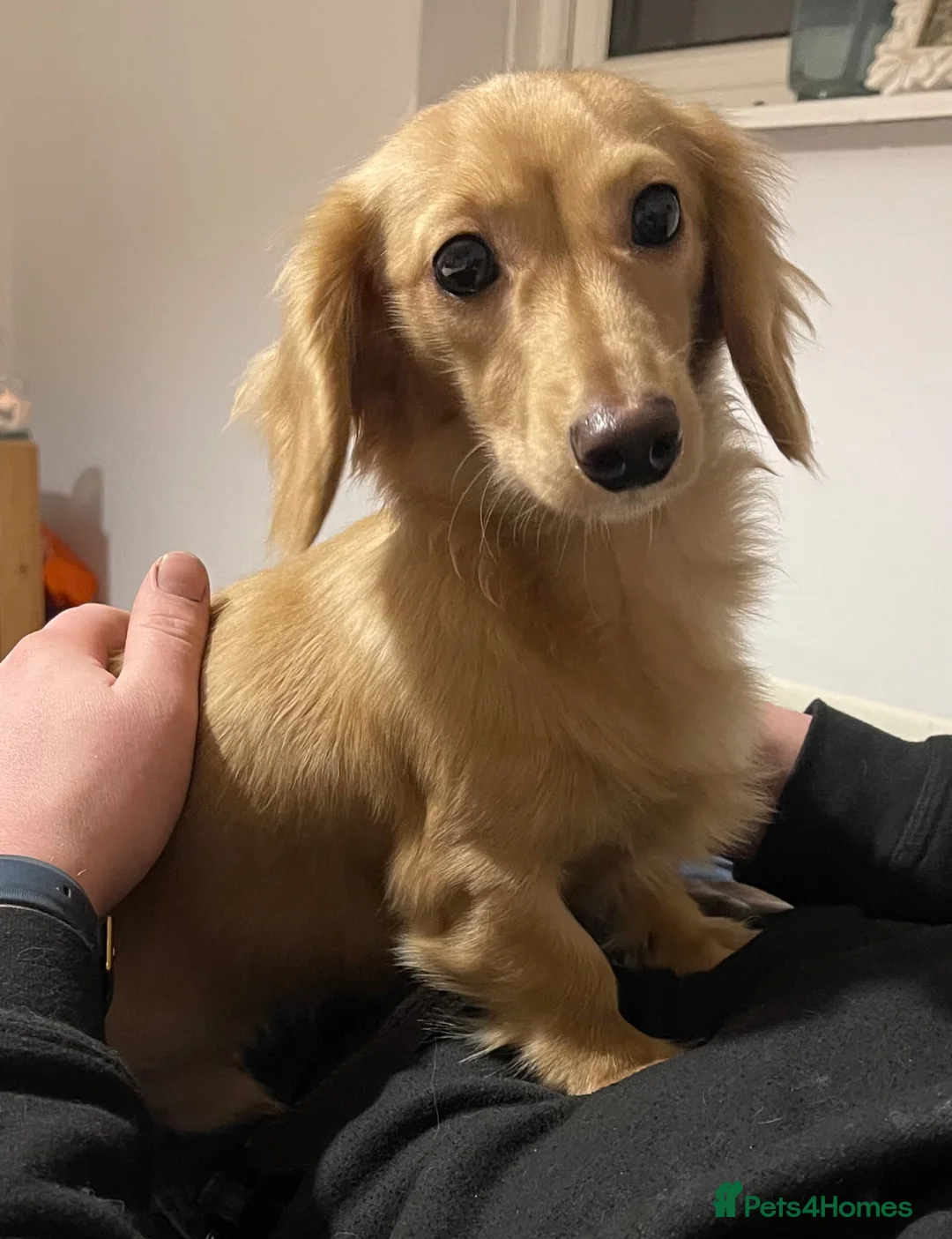 Miniature Dachshund dogs for sale: Miniature Dachshund Puppies in Godalming - Advert 9