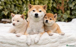 Japanese Shiba Inu dogs for sale: Beautiful Cream Shiba Inu boy for sale  - Image 37