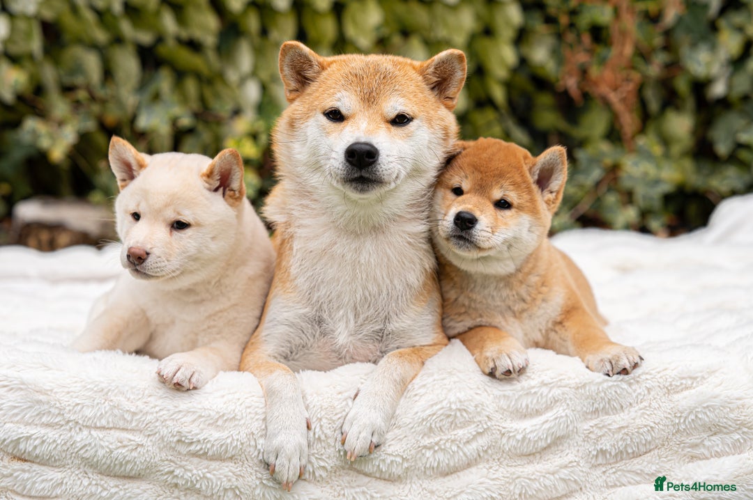 Japanese Shiba Inu dogs for sale: Beautiful Cream Shiba Inu boy for sale  - Image 37