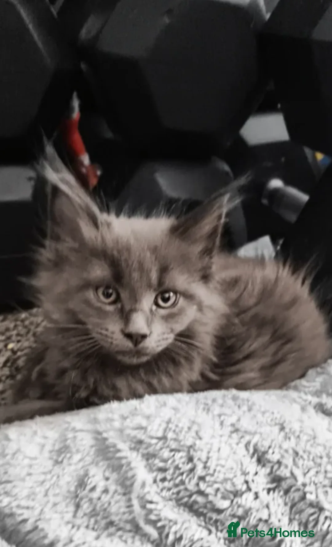 Maine Coon cats for sale: Fully bouncy mainecoon babies  - Advert 8