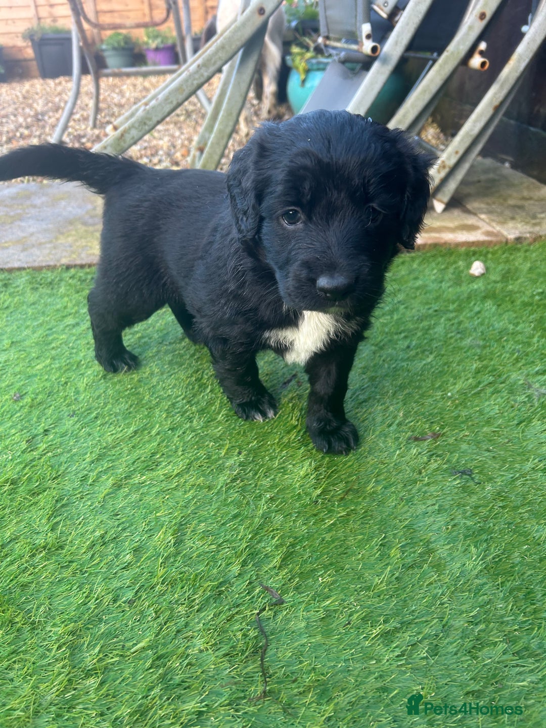 Mixed Breed dogs for sale: Stunning litter - Advert 5