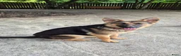 German Shepherd dogs for sale: Hunter  in Leeds - Advert 6