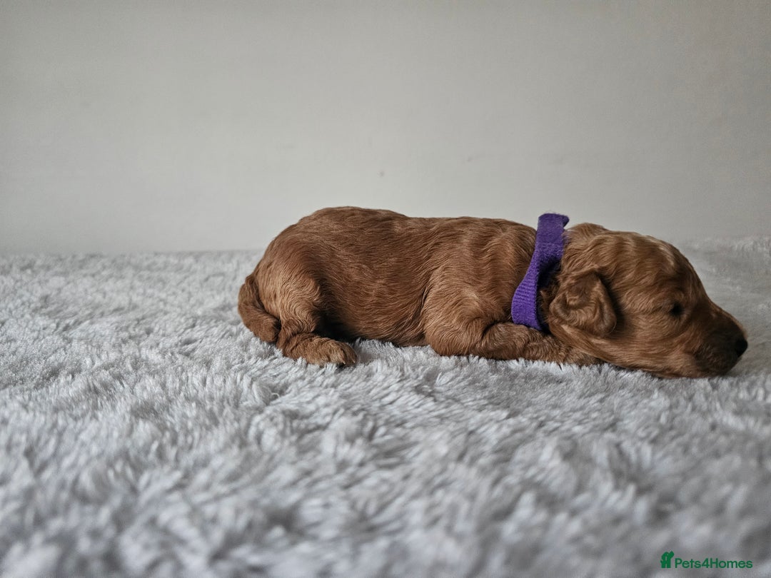 Cavapoochon dogs for sale: Toy cavapoochon F1b - Image 5