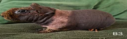 Guinea Pig rodents for sale: Skinny Pigs - Advert 5