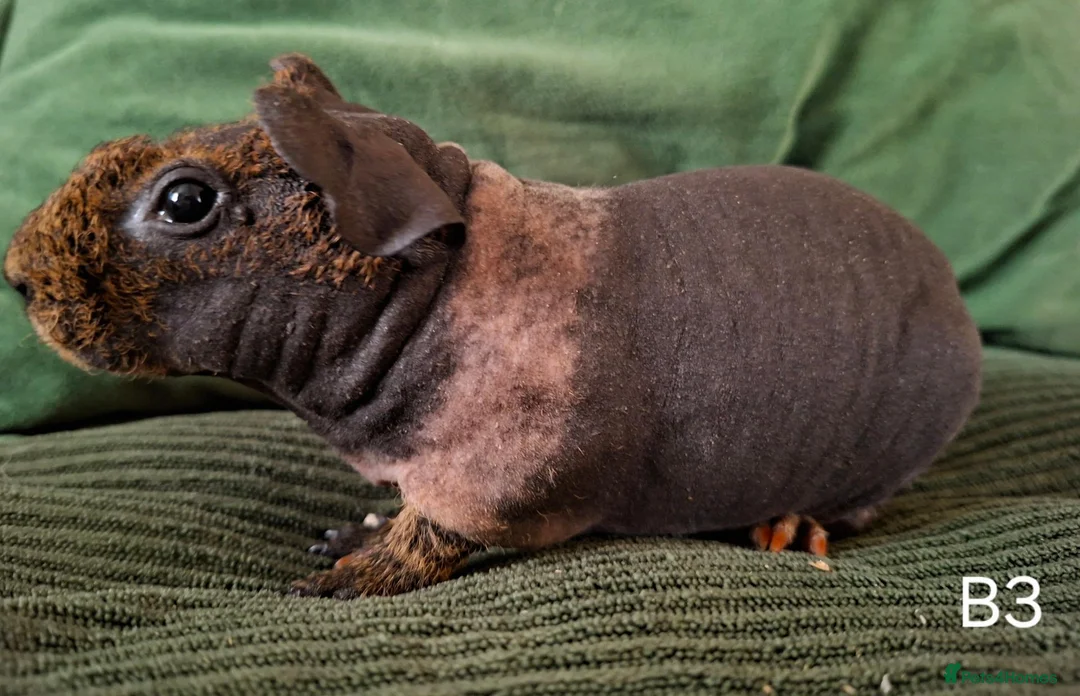 Guinea Pig rodents for sale: Skinny Pigs - Advert 5