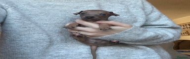 Italian Greyhound Puppy 2