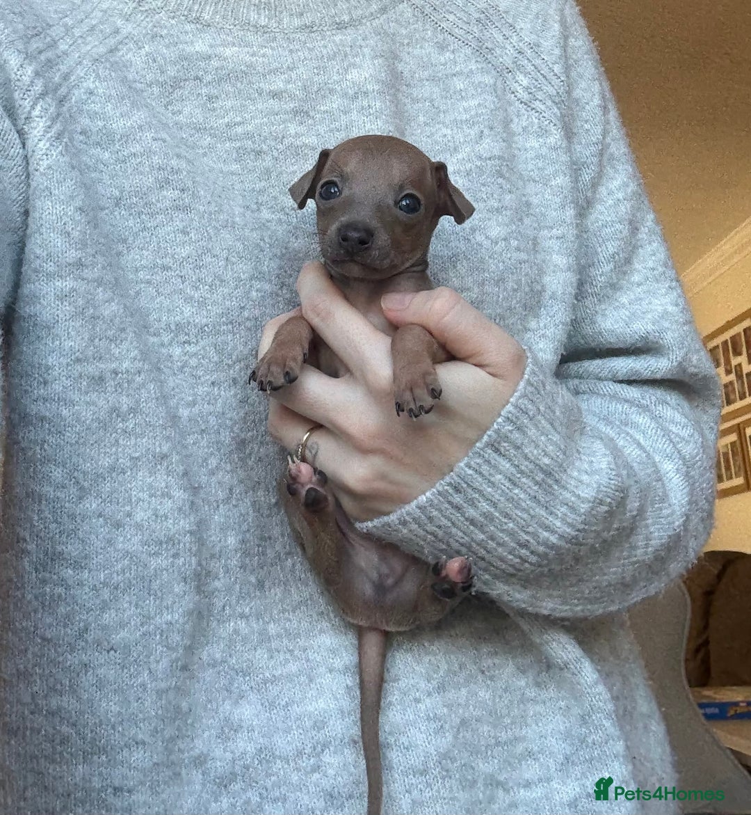Italian Greyhound dogs for sale: KC Champion lines ⭐️ Italian Greyhound puppies  - Advert 28
