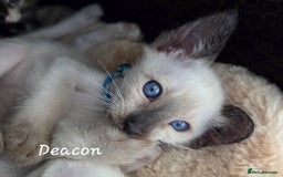 Oriental cats for sale: 8 supersoft GCCF registered Oriental kittens  - Image 14