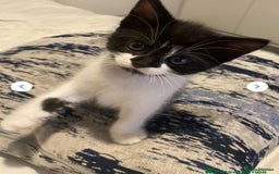 Domestic Shorthair cats for sale: Kitten girl  - Advert 1