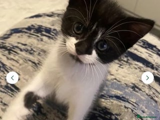 Domestic Shorthair cats for sale: Kitten girl - Advert 1
