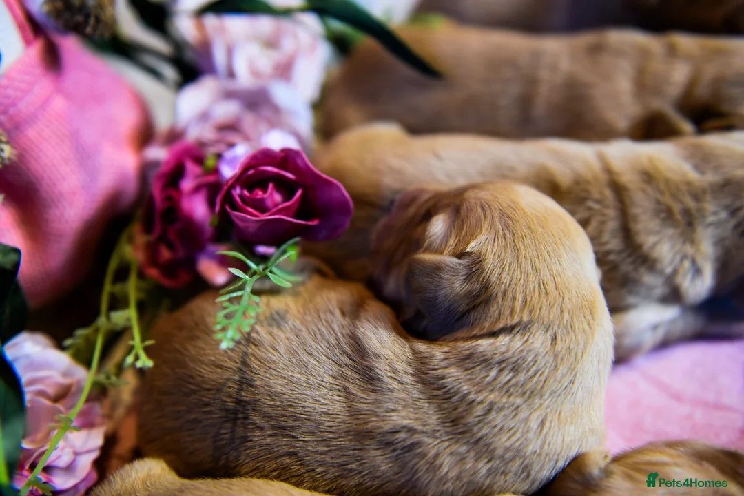 Goldador dogs for sale: Beautiful Red Goldador Puppys DNA Clear - Advert 10