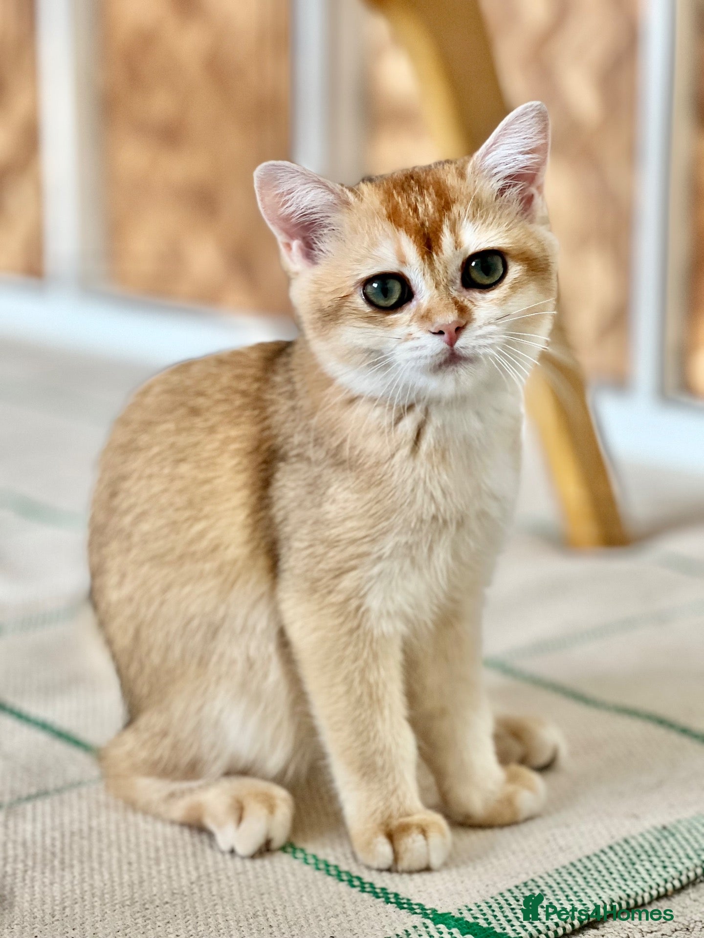 British Shorthair cats BSH Golden kittens TICA Reg - Advert 2