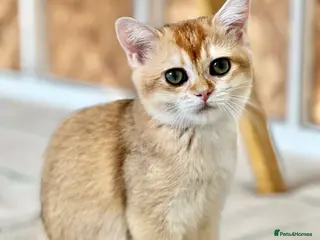 British Shorthair cats (LAST KITTEN) TICA BSH Golden Shaded Girl - Advert 1