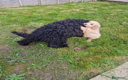 Cockapoo dogs for sale: Beautiful Cockapoo puppies for sale  - Image 10