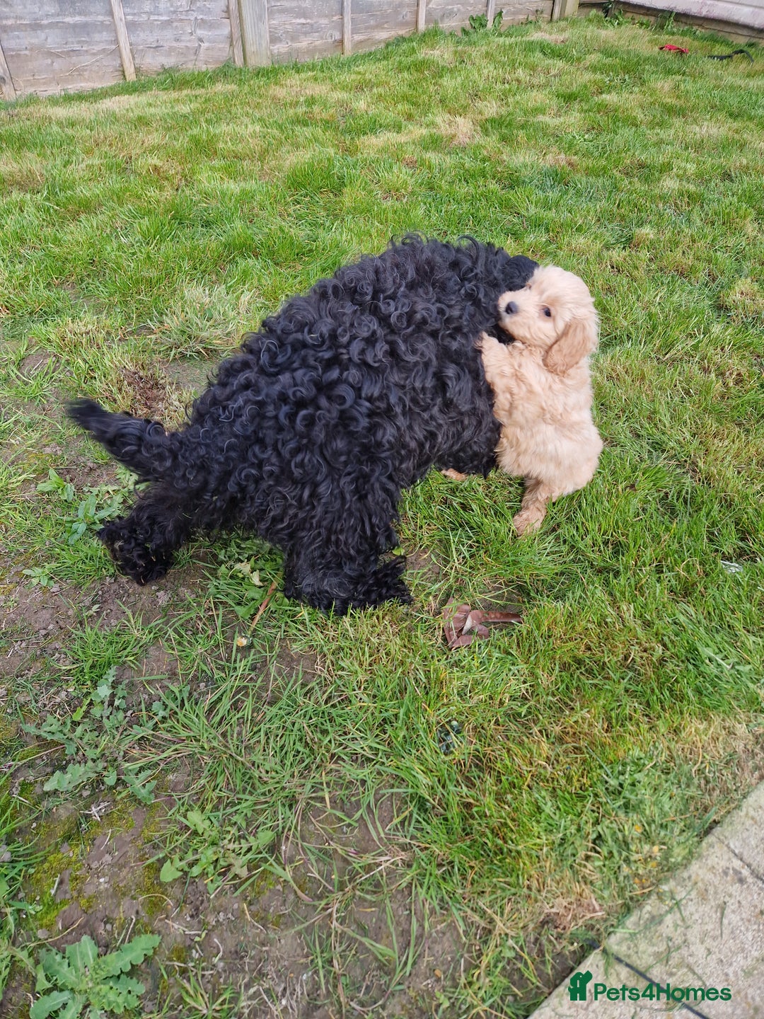 Cockapoo dogs for sale: Beautiful Cockapoo puppies for sale  - Image 10