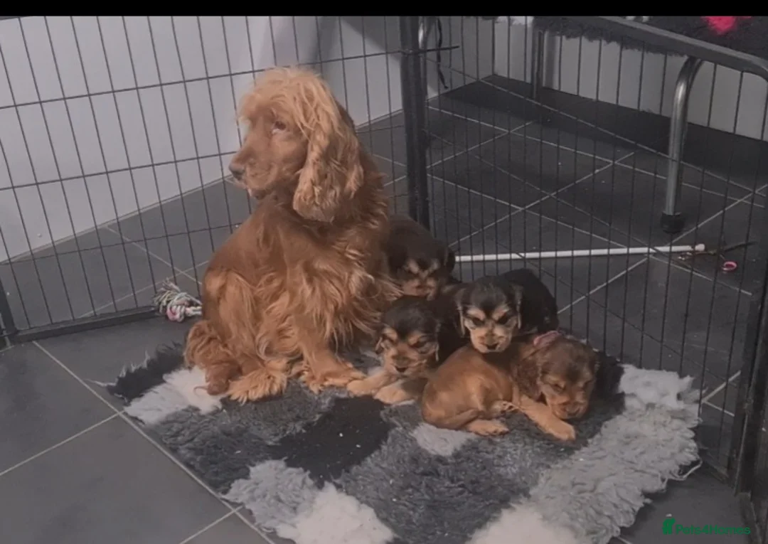 Cocker Spaniel dogs for sale: Sable Show Type Cocker Spaniels- KC reg - Advert 5