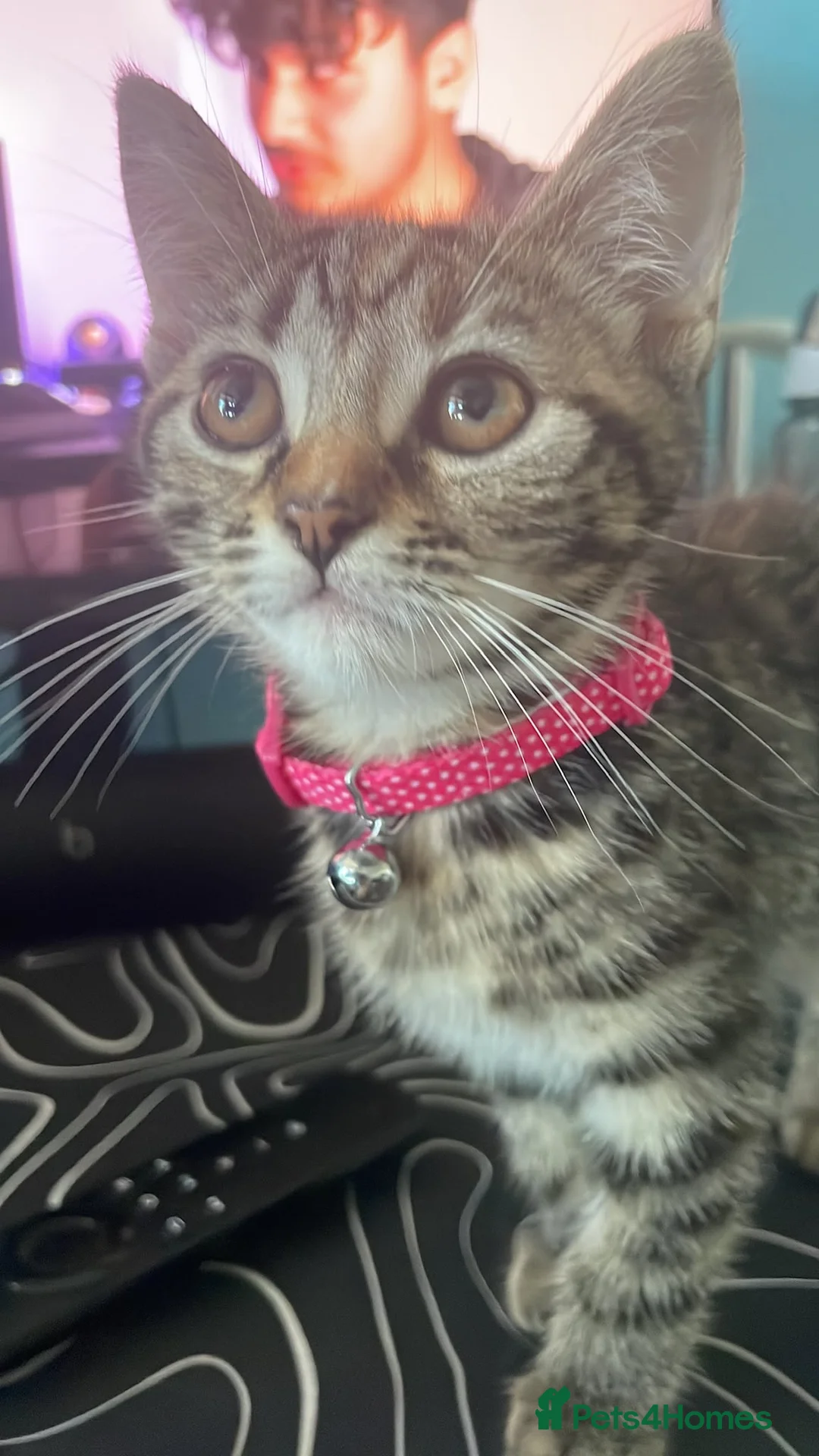 Mixed Breed cats for sale: Female tabby  in London - Advert 2