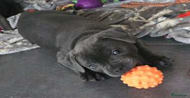 Staffordshire Bull Terrier dogs - Advert 2