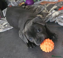 Staffordshire Bull Terrier dogs - Advert 2