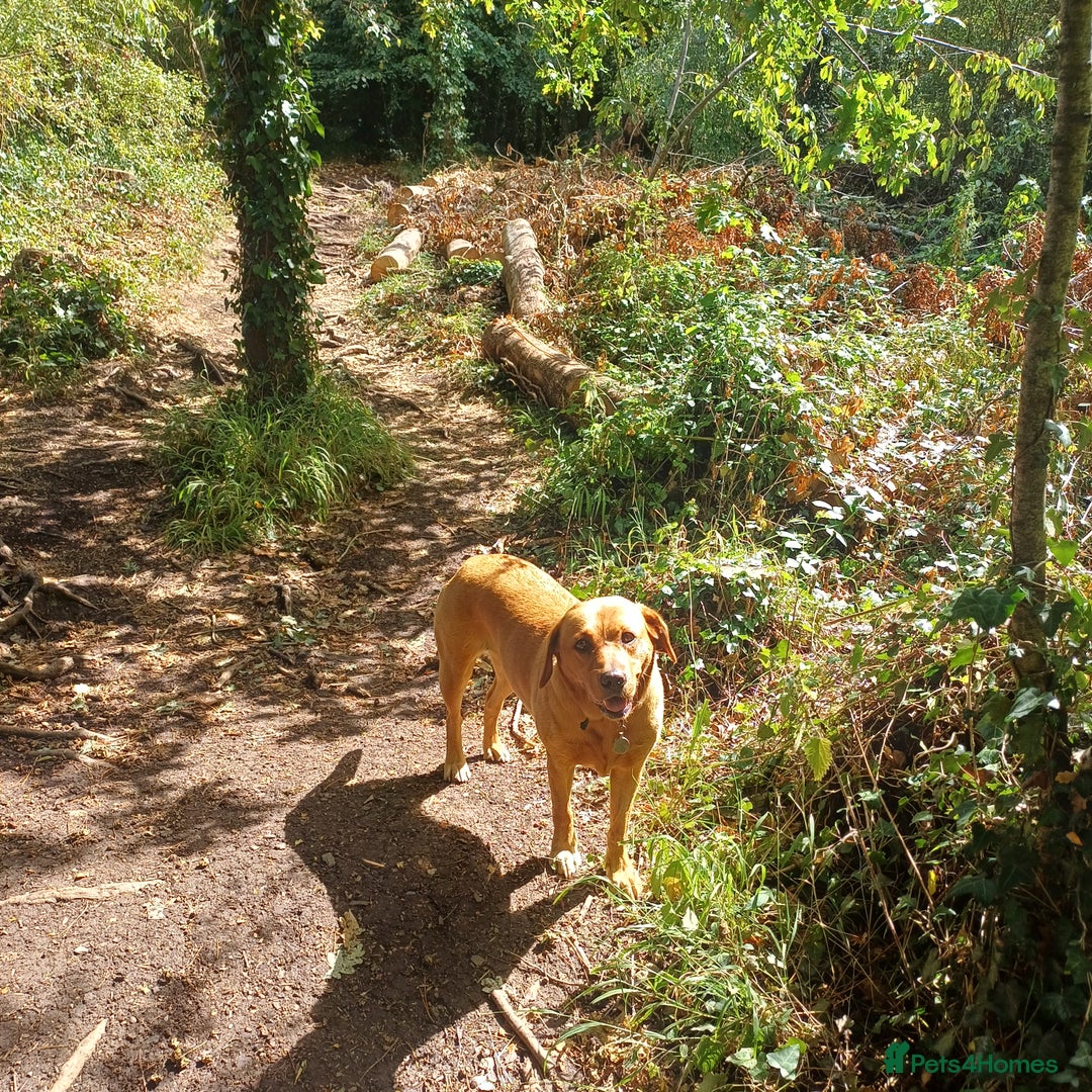 Labrador Retriever dogs for sale: KC Registered Fox Red Labrador Puppies - Advert 9