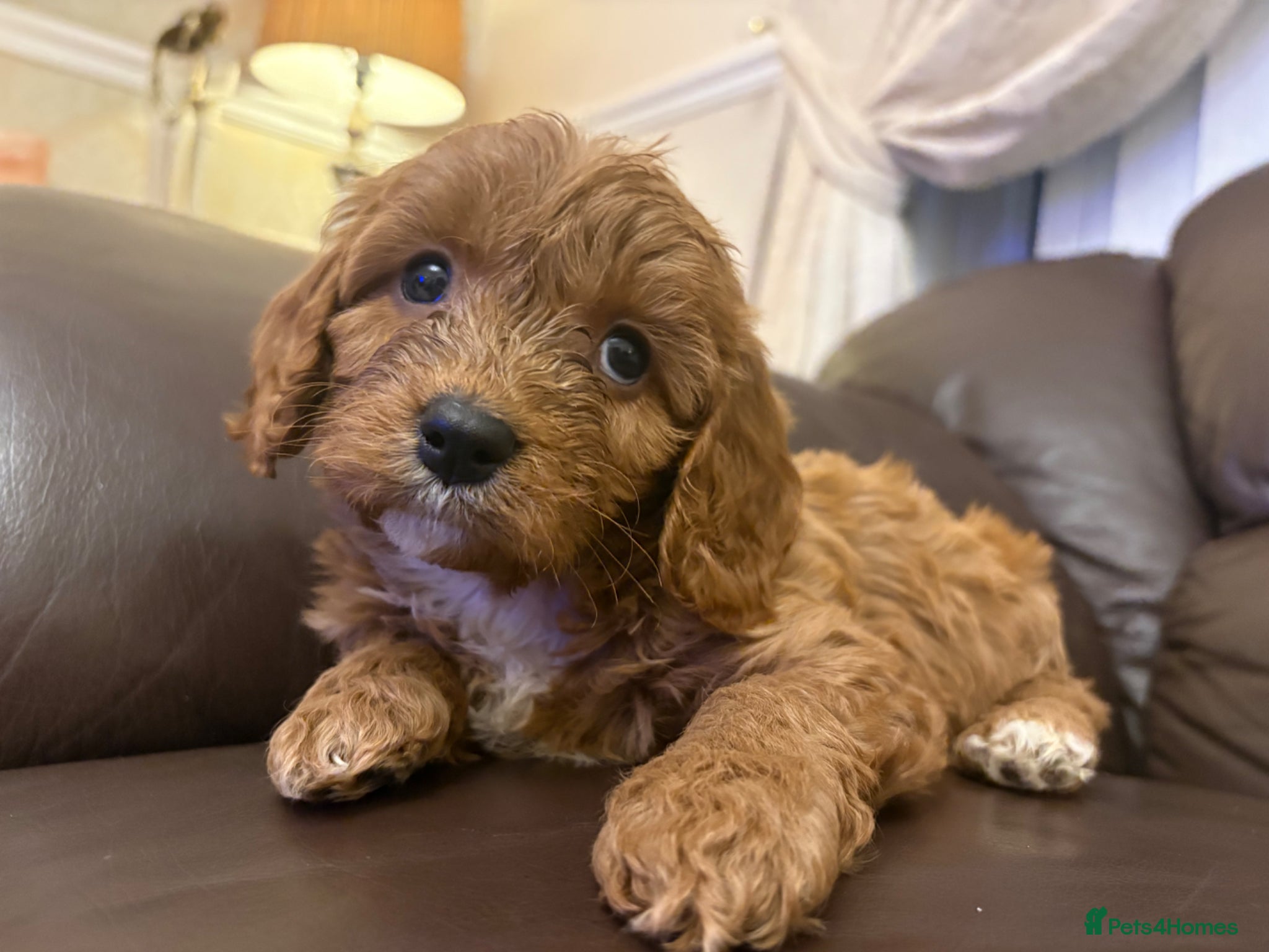 Cavapoo dogs Four beautiful puppies remaining ready now  - Advert 3