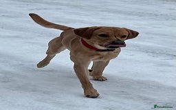 Labrador Retriever dogs for sale: Seb the lab - Image 4