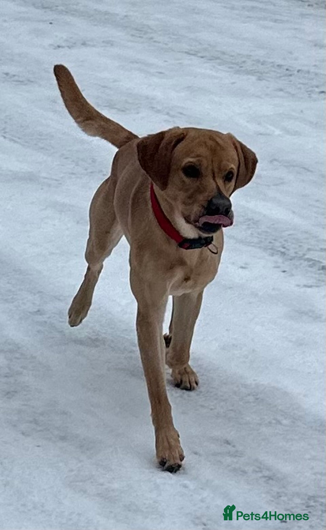 Labrador Retriever dogs for sale: Seb the lab - Image 4