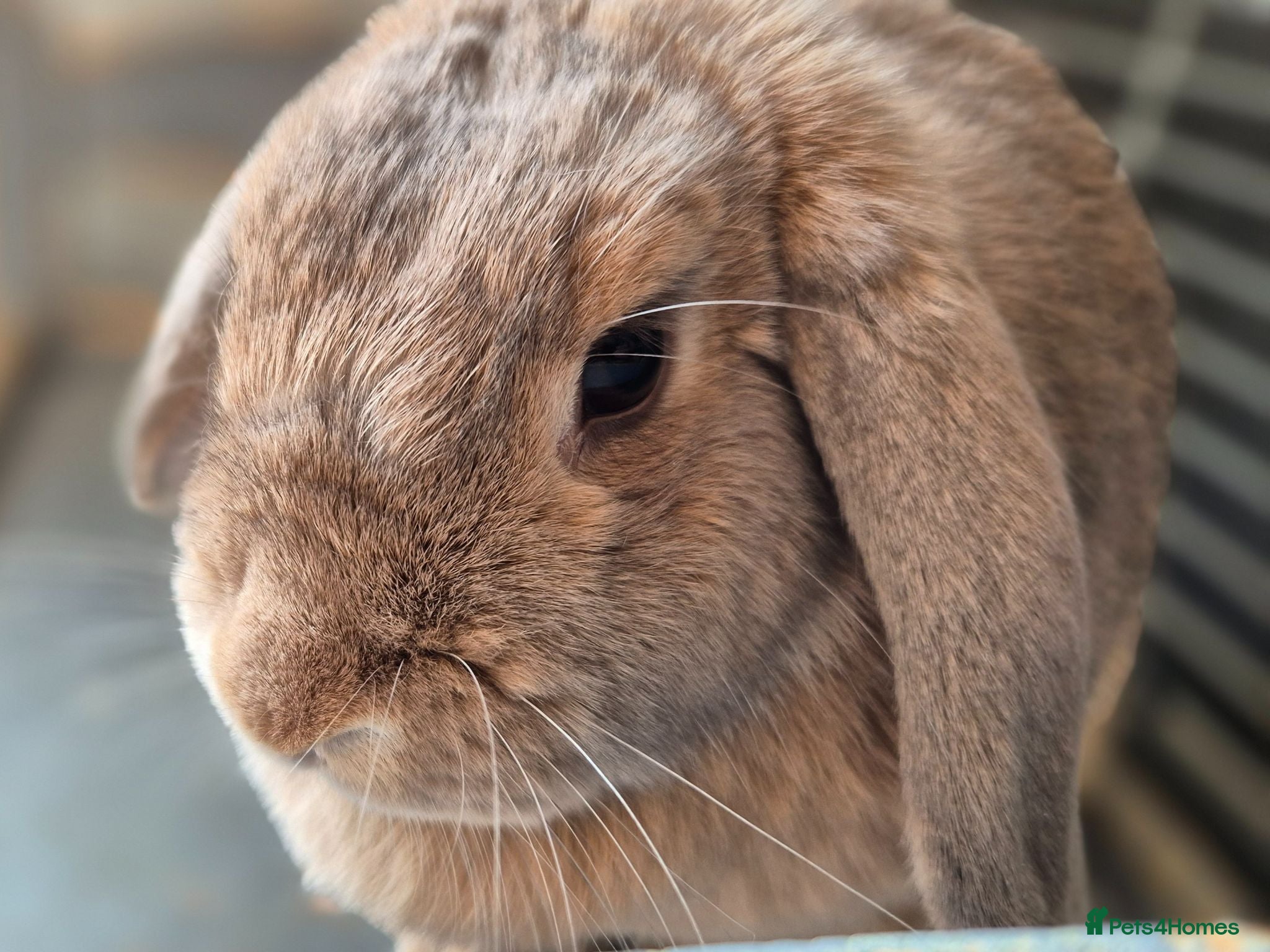 Mini Lop rabbits Adorable Mini lop girl with all accessories - Advert 2