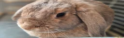 Mini Lop rabbits for sale: Adorable Mini lop girl with all accessories in Lincoln - Advert 2