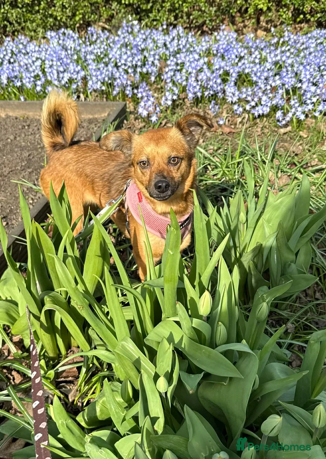 Mixed Breed dogs for adoption: Brandi in Dundee - Advert 1