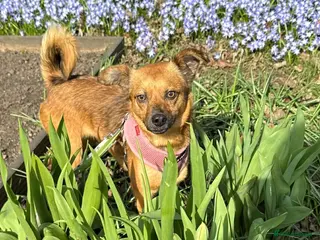 Mixed Breed dogs Brandi - Advert 3