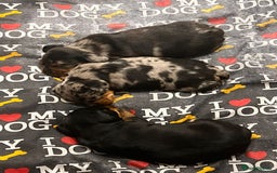 Dachshund dogs for sale: Female Merle and Female Black & Tan Dachshund  - Image 6