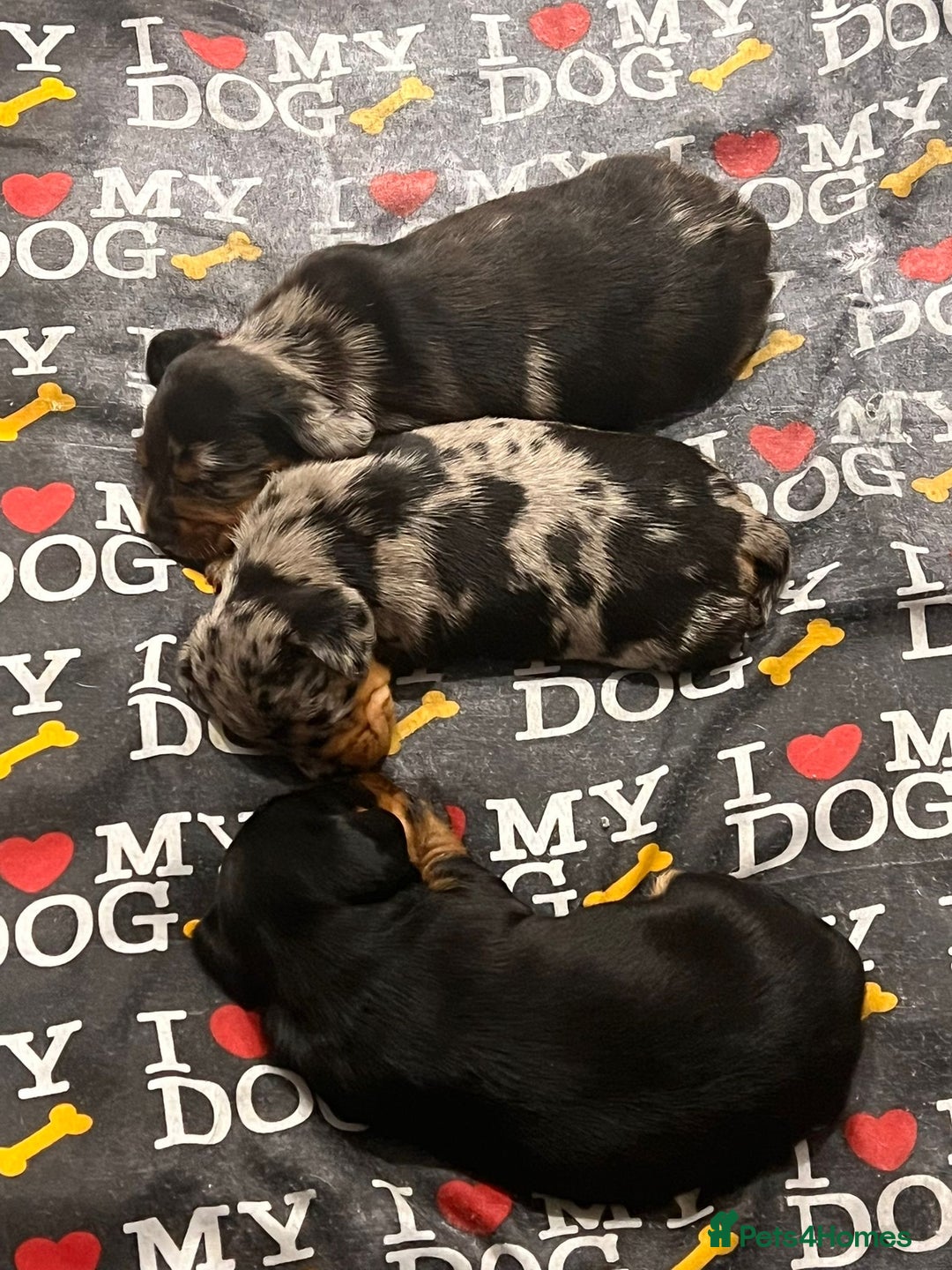 Dachshund dogs for sale: Female Merle and Female Black & Tan Dachshund  - Image 6