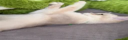 British Shorthair cats for sale: Adorable British Shorthair golden kittens   - Advert 17