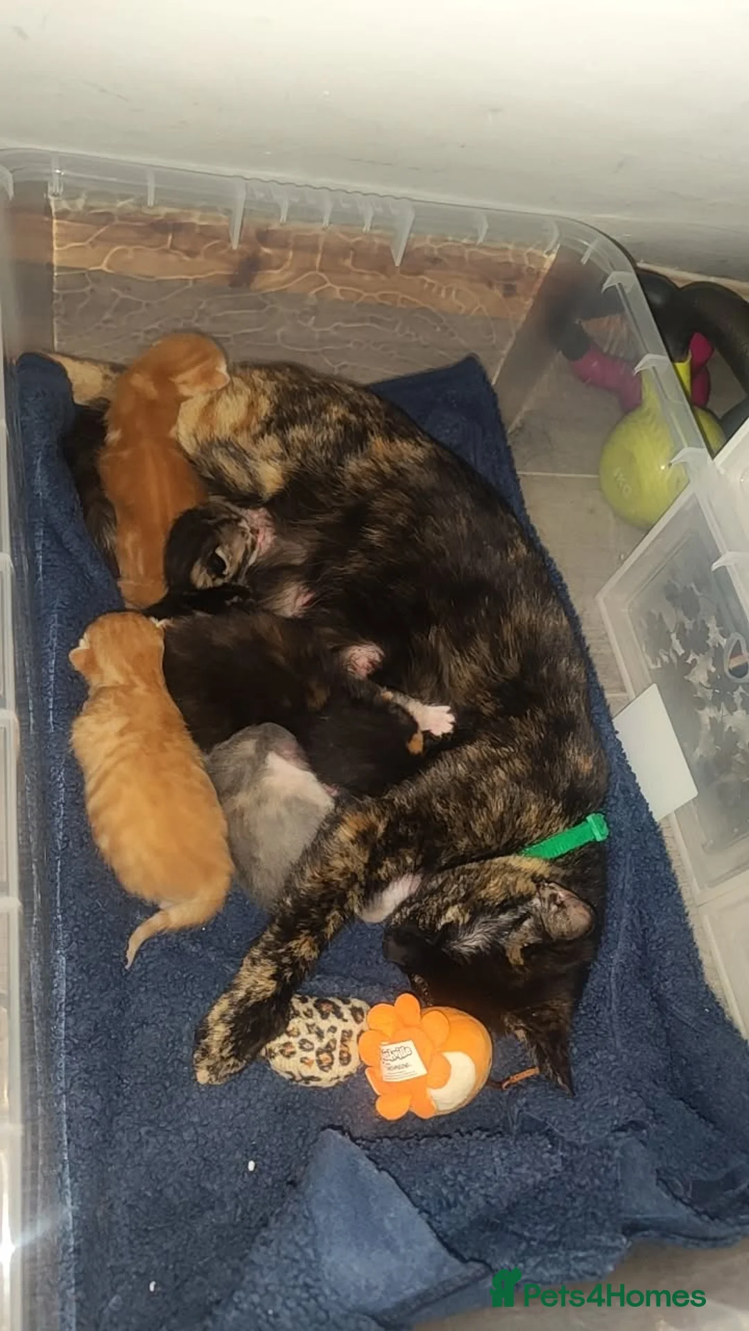 British Shorthair cats for sale: Female ginger kitten  - Advert 8