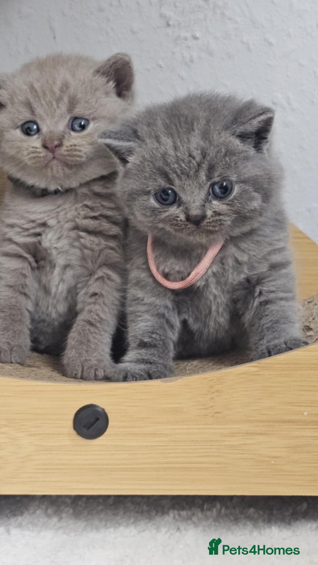 British Shorthair cats for sale: LAST GCCF British Shorthair Kittens Champion - Image 21