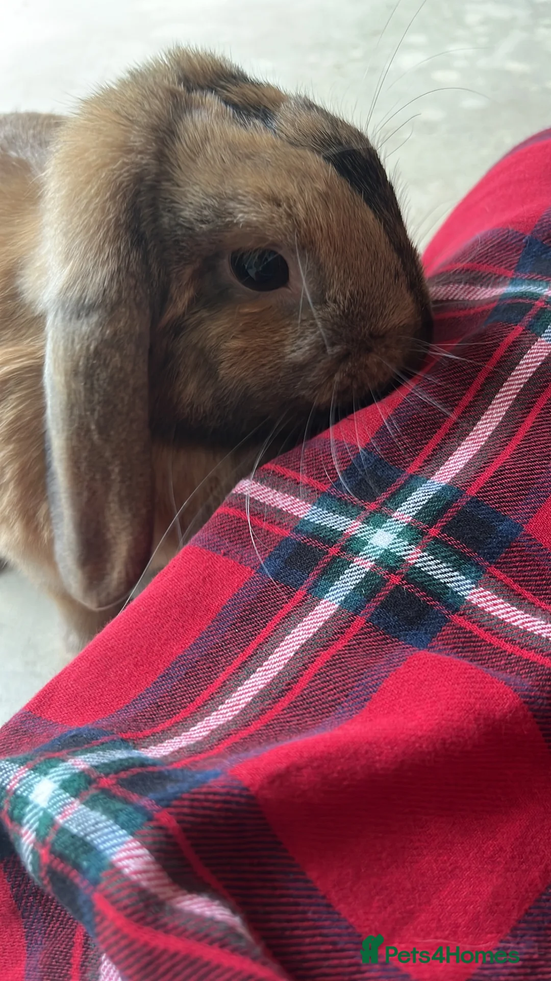 Mini Lop rabbits for sale: Mini lop rabbit  in Purley - Advert 3