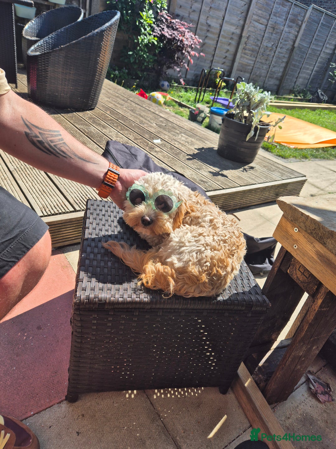 Mixed Breed dogs for sale: Honey - Cavashipoo  - Image 2