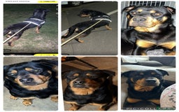Rottweiler dogs for sale: Beautiful Rottweiler Puppy’s For Sale  - Image 7