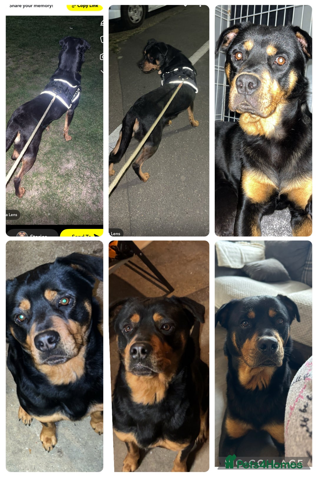 Rottweiler dogs for sale: Beautiful Rottweiler Puppy’s For Sale  - Image 7