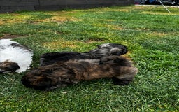 Shih Tzu dogs for sale: Shih tzu puppies looking for a forever home. - Image 13
