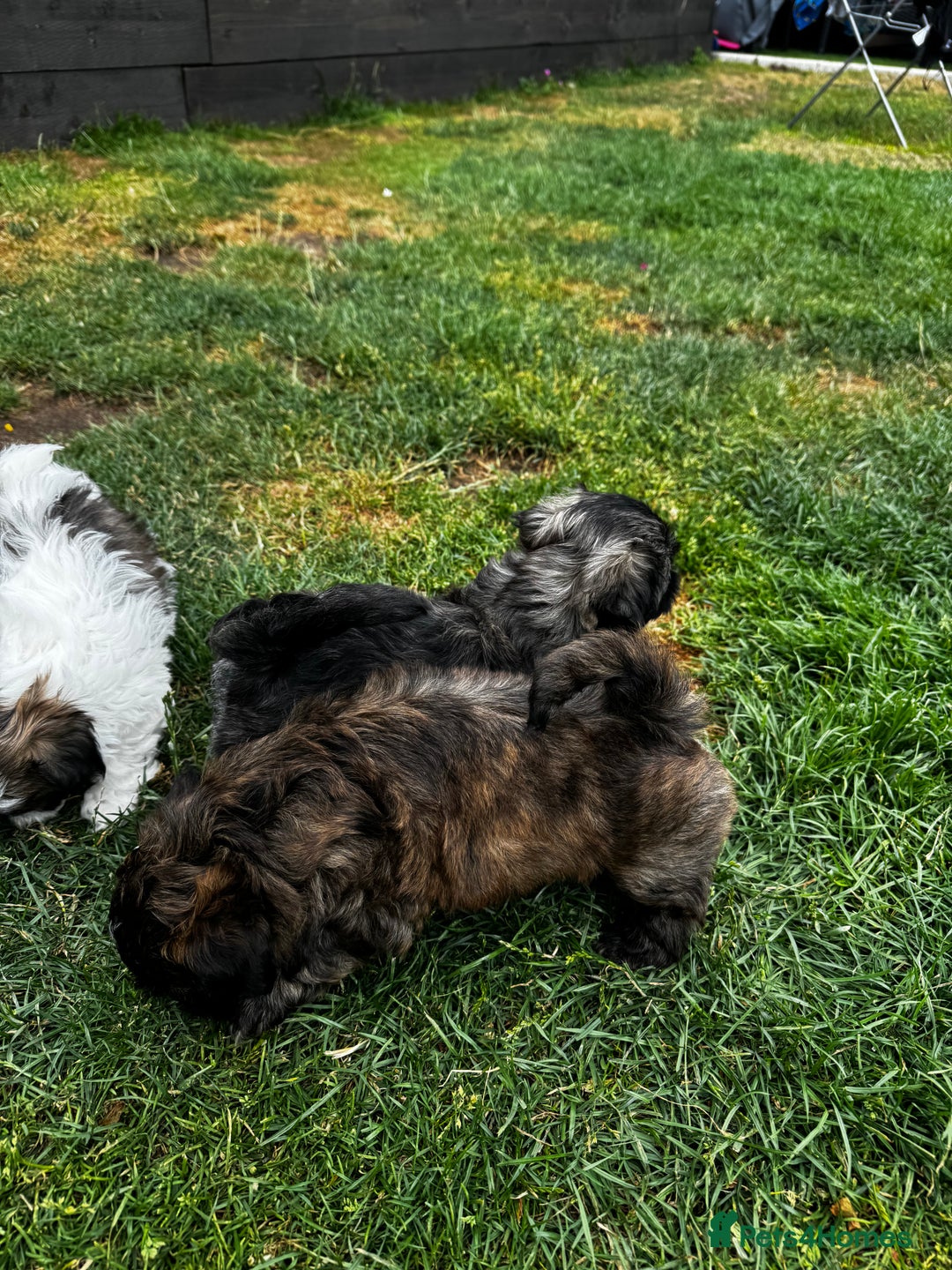 Shih Tzu dogs for sale: Shih tzu puppies looking for a forever home. - Image 13