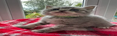 British Shorthair Kitten 1
