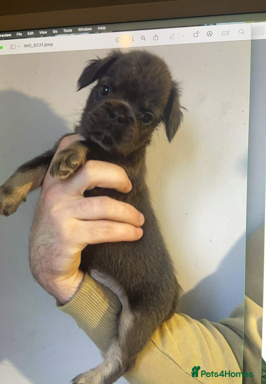 French Bulldog dogs French Bulldog Puppies READY NOW - Advert 4