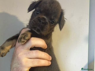 French Bulldog dogs French Bulldog Puppies READY NOW - Advert 4