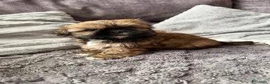Shih Tzu Puppy 1