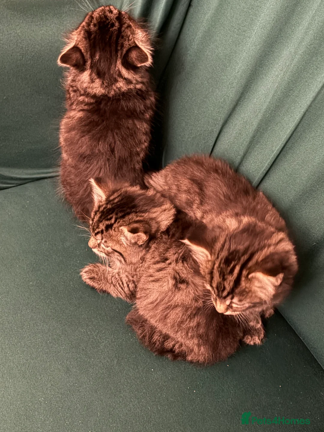 Mixed Breed cats for sale: Tabby kittens sale  - Advert 3